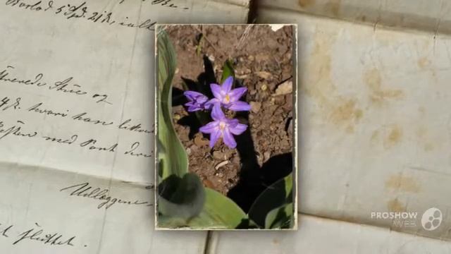 Chionodoxa - garden plants смотреть онлайн