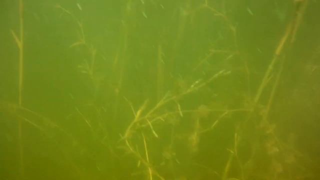 Под водой Прусовского карьера в Ярославле. смотреть онлайн