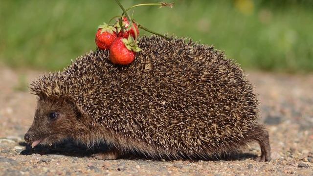 Вот 10 интересных фактов о ежах которые вы возможно вы не знали смотреть онлайн