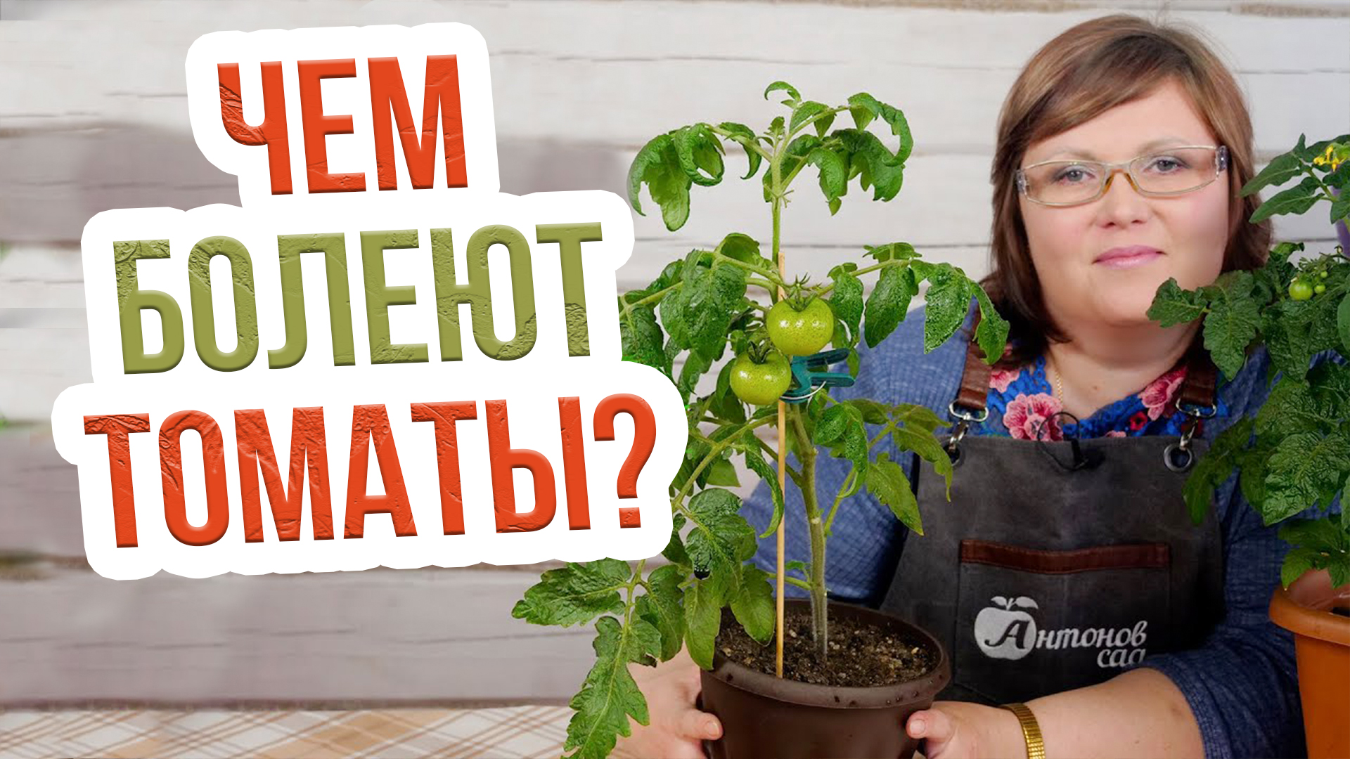 Болезни томатов и их лечение. Как сохранить урожай помидор?