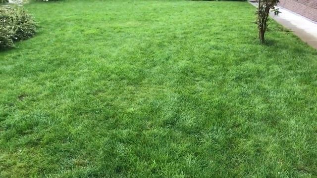 У меня нет СОРНЯКОВ на ГАЗОНЕ. Как я от них избавилась смотреть онлайн