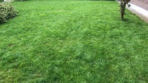 У меня нет СОРНЯКОВ на ГАЗОНЕ. Как я от них избавилась