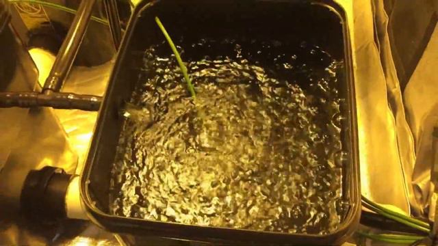 Fallponic Waterfall Top Feed RDWC Hydro Setup for 4x4 Tent смотреть онлайн