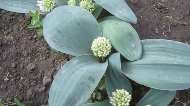 Каратавский лук смотреть онлайн