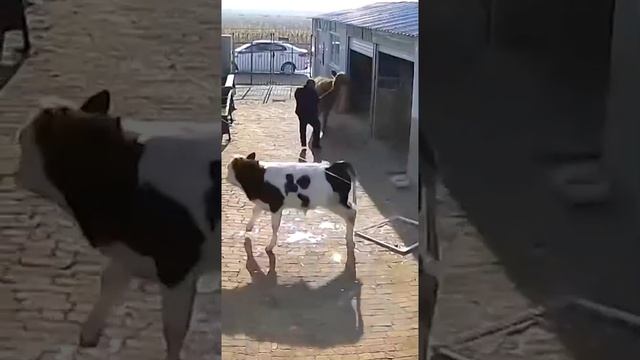 Крутой выход смотреть онлайн