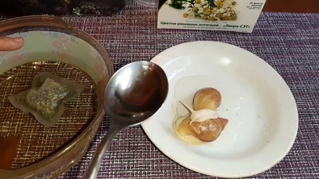 Улитки Ахатины заболели! смотреть онлайн