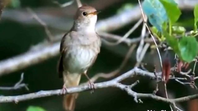 Elitefishing.net представляет:звуки доброго утра смотреть онлайн