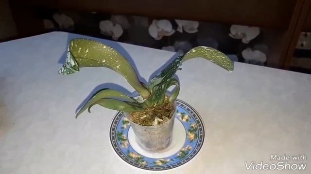 ОРХИДЕЯ Irene Dobkin моя мечта сбылась смотреть онлайн