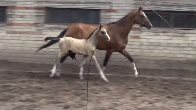 Kadar Shael (Kaytag - Dassi), akhalteke horse, sale. ахалтекинская лошадь, продажа. смотреть онлайн