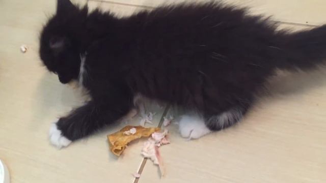 Котенок защищает кусочки курицы, и рычит смотреть онлайн