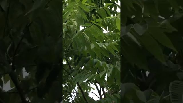 Орех Маньчжурский? г Чита, Забайкальский край смотреть онлайн