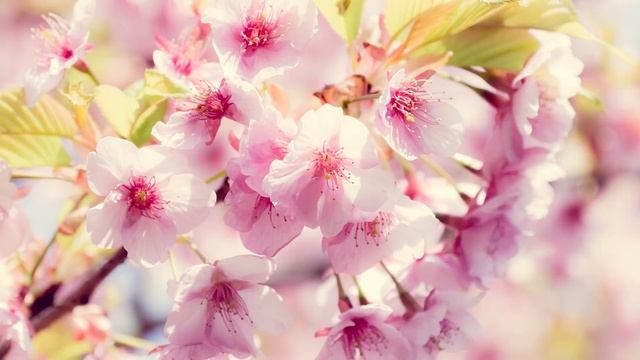 Расслабляющая легкая музыка когда просыпается новая жизнь на Земле.