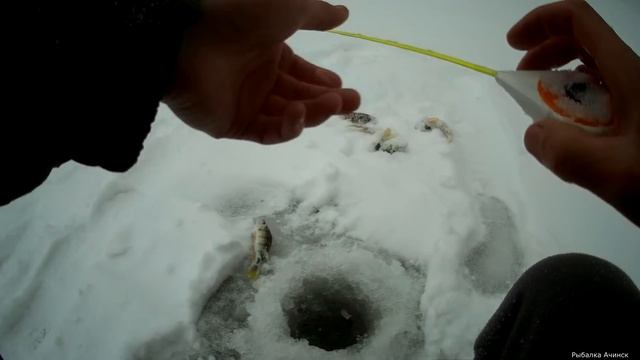зимняя рыбалка на реке Чулым ловля окуня на мормышку смотреть онлайн