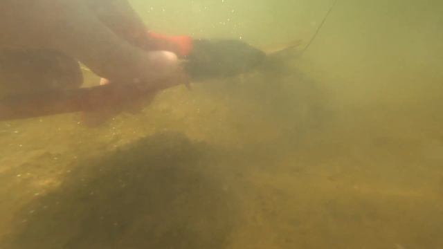 Ловля раков пассатижами! Установил GPS трекер на рака