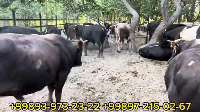 Akmal aka Shvest Angus Avlikol BUQALARNI tekinga aylantirib yubordi narxlar Juda arzon shoshling смотреть онлайн