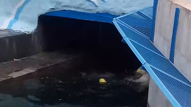 Шайна тоже любит прыжки..........Shayna also loves jumping смотреть онлайн