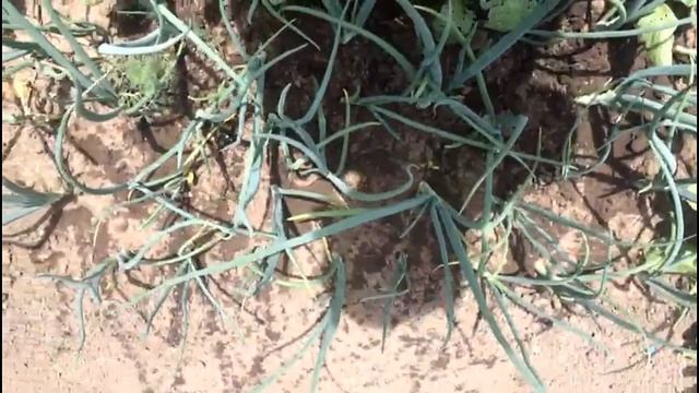 Сухой полив - рыхление почвы. Секреты и правила смотреть онлайн