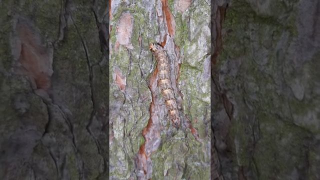 Гусеница ползёт по сосне смотреть онлайн