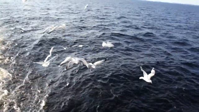 Чайки на Ладожском озере. Gulls on Lake Ladoga смотреть онлайн
