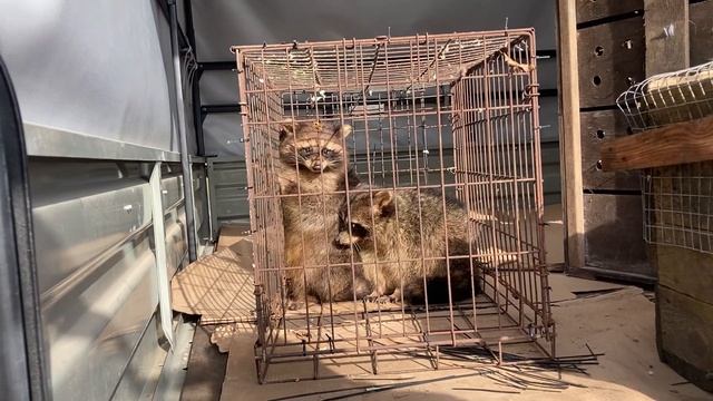 В Сочи из сафари-парка с замученными животными забрали енотов и шакала смотреть онлайн