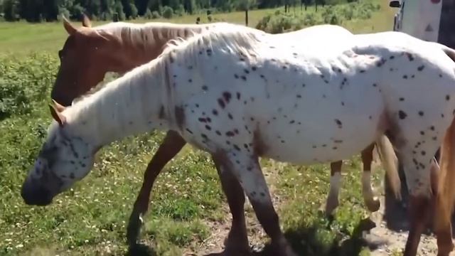 Самые Дорогие Породы Лошадей - Аппалуза / Incredible Appaloosa Horse смотреть онлайн