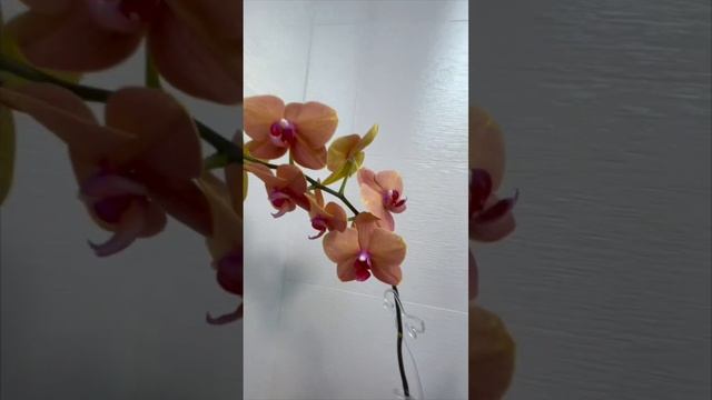 53. Потрясающее цветение солнечной орхидеи фаленопсис Orhid Phalaenopsis Surf Song #ЦветыОрхидей смотреть онлайн