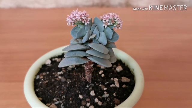 Цветёт Крассула Морган Бьюти. Суккуленты. Комнатные растения. Комнатные цветы. смотреть онлайн
