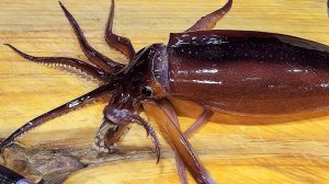 Корейская уличная еда САШИМИ ИЗ КАЛЬМАРА Пхохан Корейские морепродукты