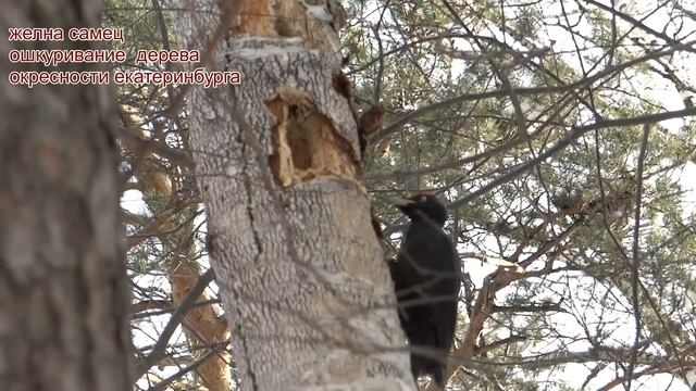 желна самец и самка голос смотреть онлайн