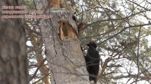 желна самец и самка голос