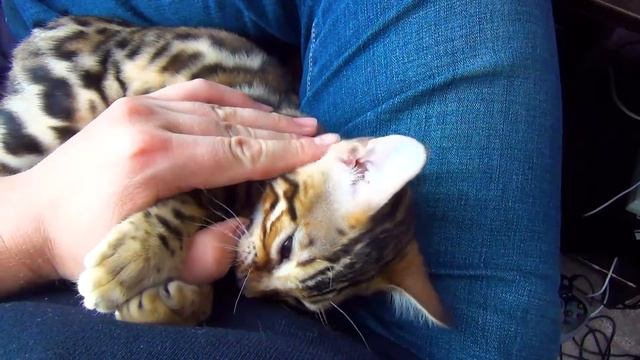 БЕНГАЛЬСКИЙ КОТИК МУРЛЫКАЕТ И КУСАЕТСЯ Bengal Cat Purrs And Bites ASMR