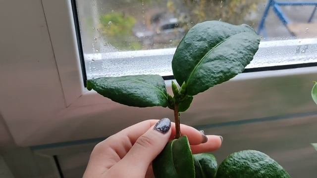 Что решило зацвести осенью? Обзор растений в сентябре, осень 2021 г. смотреть онлайн