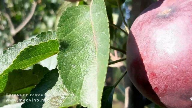 Яблоня Адамс обзор сорта смотреть онлайн