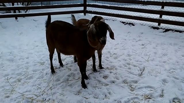 Новые нубийские козы ?