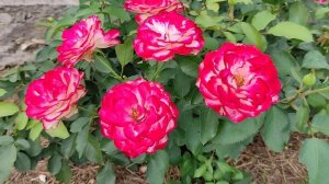 Непрерывно цветущие розы. Роза Юбилей принца Монако / Юбилей Санкт-Петербурга