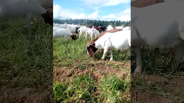 Козы овцы продаётся 89858649779 порода бурский лакон Фризы нубийский