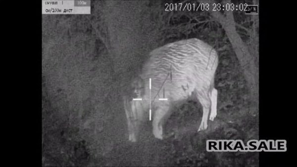 Тепловизионный прицел Dedal Hunter T2 380 в деле