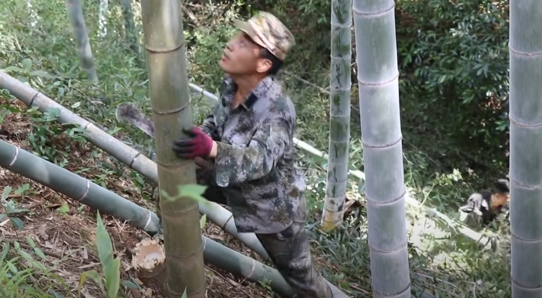 Бамбук / Как это растет смотреть онлайн