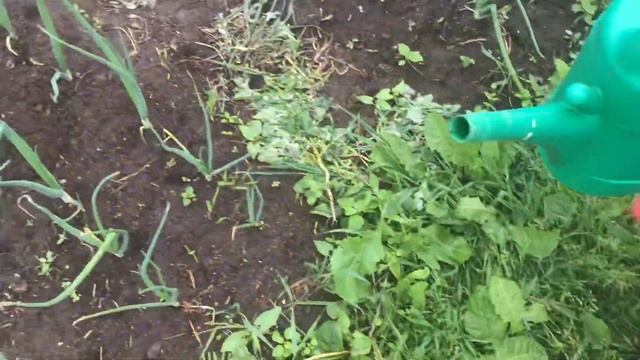 Лук эксибишен. Лук севок. Подкормка и уход смотреть онлайн