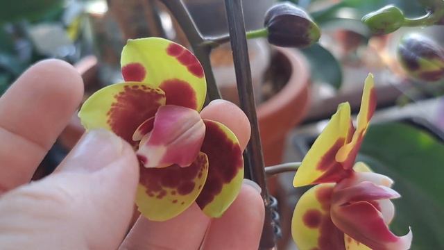 Цветут две детки орхидейки Фламинго Джаз.🌺🌺🌺🌺 смотреть онлайн