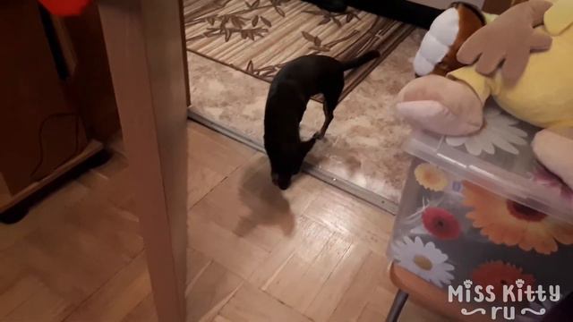 СОБАКА ОТКРЫВАЕТ ДВЕРЬ / THE DOG OPENS THE DOOR смотреть онлайн
