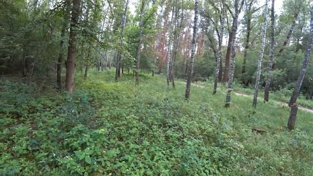 ЧУДОВИЩНЫЙ МАСОНИЩЕ! МОНЕТЫ ПОД ЯБЛОНЕЙ! ЛЕСНОЙ КОП В ЧЕРТЕ ГОРОДА! СОБИРАЮ МЕДНЫЕ МОНЕТЫ ИМПЕРИИ! смотреть онлайн