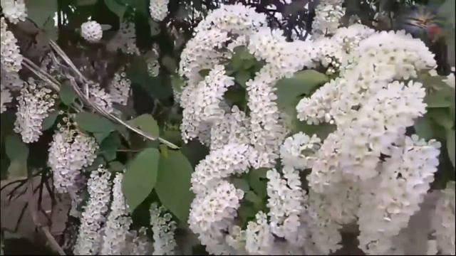 Сергей Славянский   Алёнушка