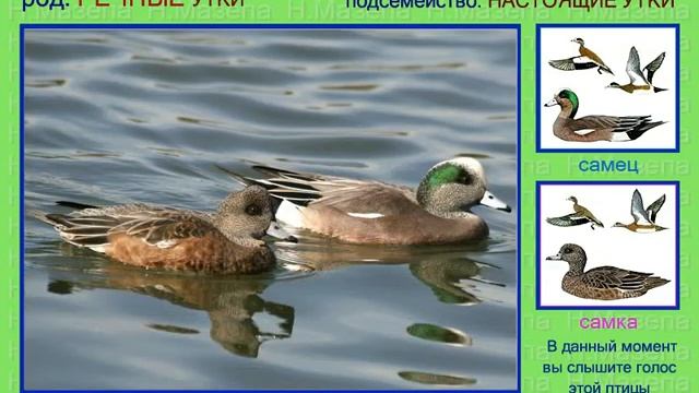 Свиязь. Утка. Голоса птиц