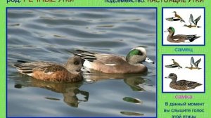 Свиязь. Утка. Голоса птиц