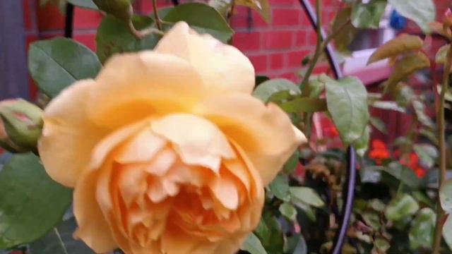 Rosen nach 5 Wochen Regen und 3 tag. Wind 11.08.23- Розы после 5 недель дождей и 3 дней сильн.ветр. смотреть онлайн
