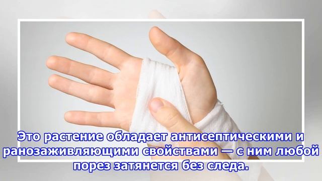Как остановить кровь при порезе: универсальные советы смотреть онлайн