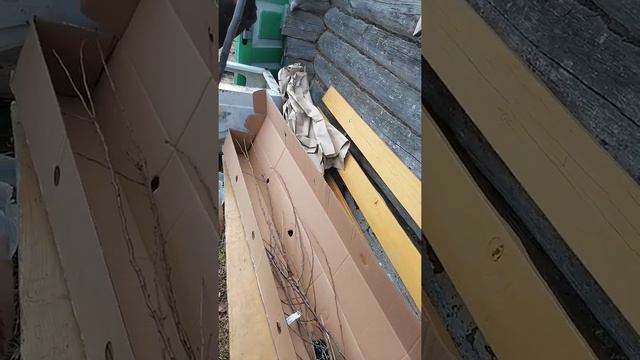 Беккер саженцы весна 2021, распаковка посылки, Беккер отзыв,