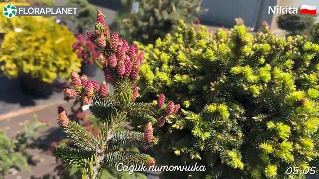 Прогулка по садику крупного польского питомника?Сад хвойных смотреть онлайн