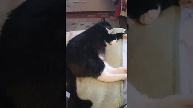 Лежбище котиков! смотреть онлайн